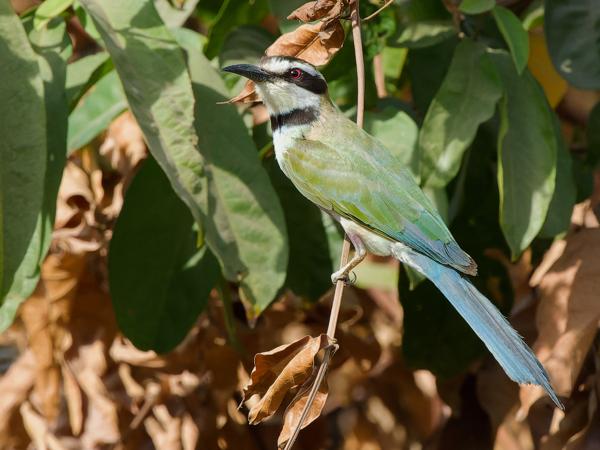 <h3><a href="/trips/gambia/biota/animalia/chordata/aves/037 coraciiformes/006 meropidae/merops albicollis/merops albicollis-nl.html">Merops&nbsp;albicollis</a> / White‑throated&nbsp;bee‑eater / Witkeelbijeneter</h3>OM-1 Mark II met OLYMPUS M.150-400mm F4.5, 1/2000 sec  bij F7.1, ISO 4000, afstand 12.8&nbsp;m